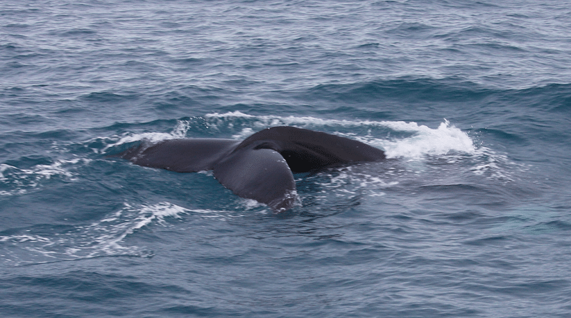 Whale Watching tour from Reykjavik