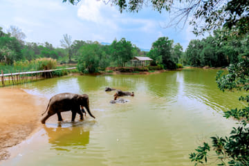 Phuket: Ethical Elephant Sanctuary Tour, Walk, and Lunch