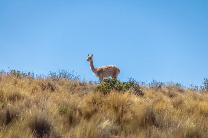 3-Day Escape to Salta: Purmamarca & the Salt Flats 8