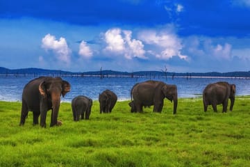 Udawalawe Safari Tour from Negombo