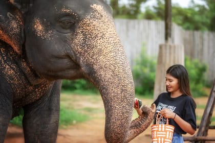 Phuket: Jumbo Elephant Program