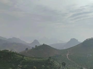 Qixianfeng Tea Plantation Tour in Yangshuo
