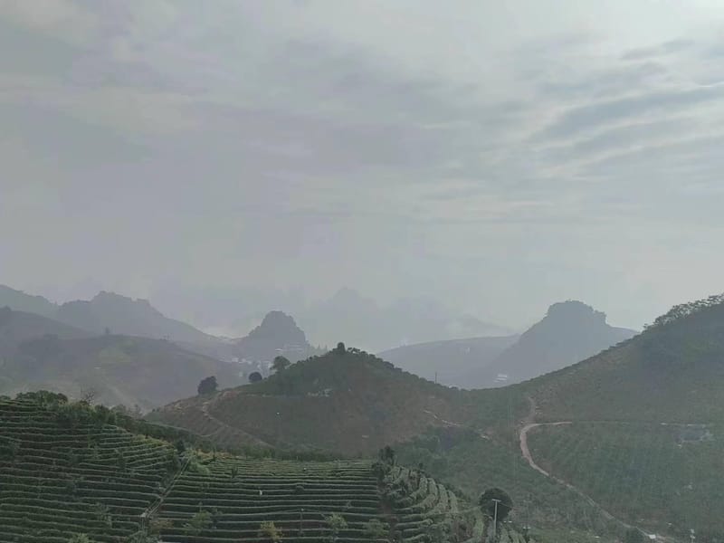 Qixianfeng Tea Plantation Tour in Yangshuo