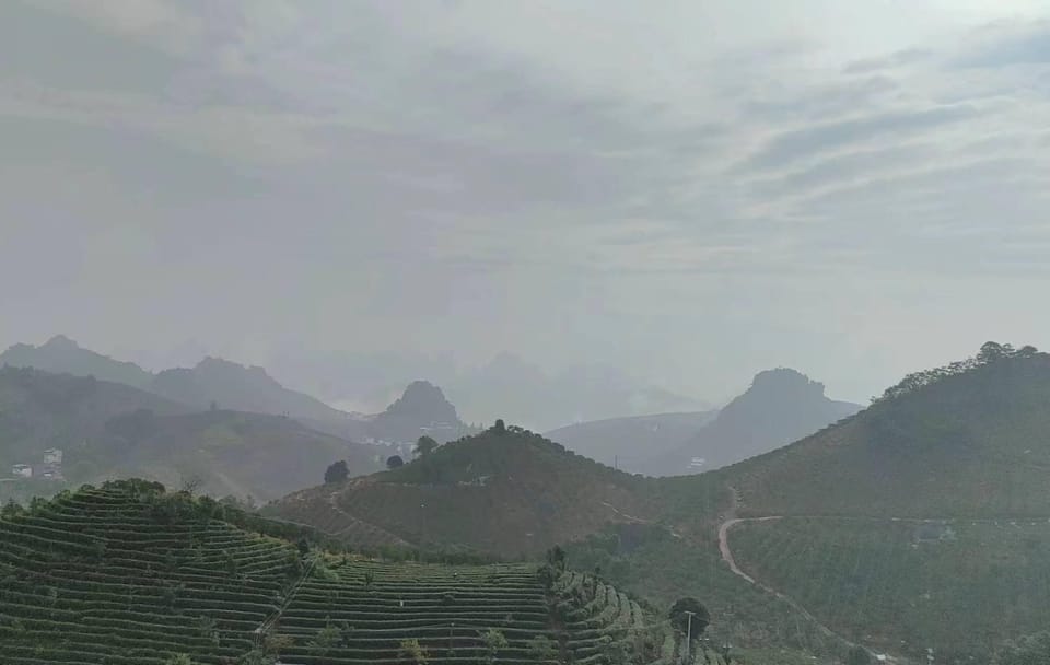 Tea Culture Experience at Qixianfeng Plantation in Yangshuo