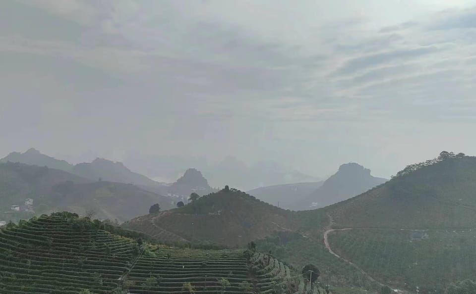 Tea Culture Experience at Qixianfeng Plantation in Yangshuo