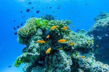 Similan Island Snorkeling Adventure -Full-Day Tour with Transfers