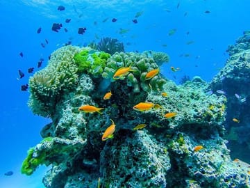 Snorkel on colourful reefs with plenty of fish