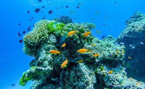 Similan Island Snorkeling Adventure -Full-Day Tour with Transfers