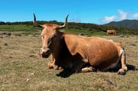 Full Day West Madeira Tour 10