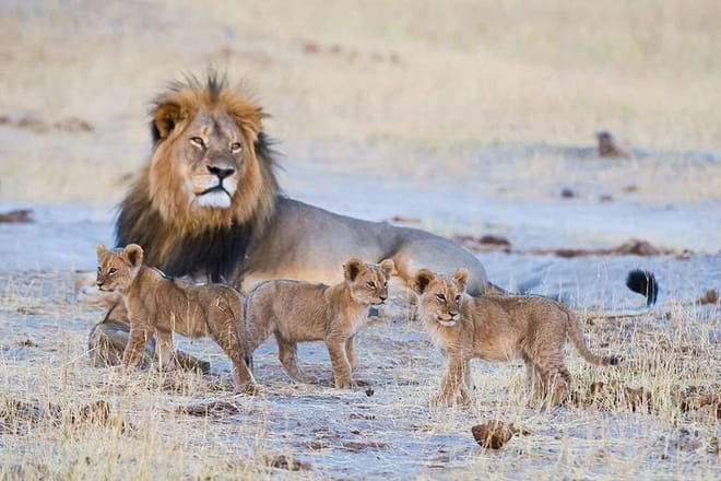 Lion and the Cubs, Hwange National Park