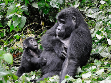 10 DAYS 9 NIGHTS UGANDA SAFARI