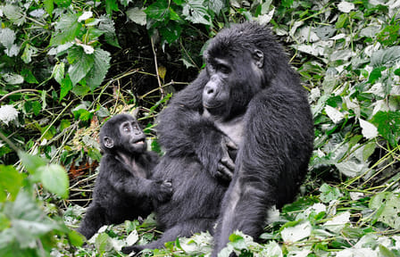 10 DAYS 9 NIGHTS UGANDA SAFARI