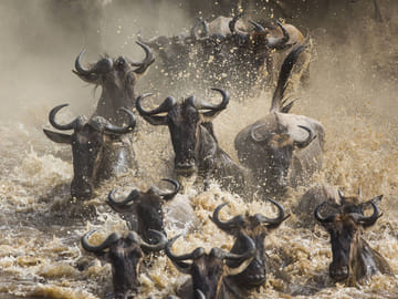 The Ultimate Serengeti and Zanzibar