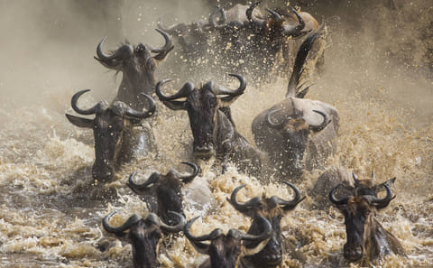 The Ultimate Serengeti and Zanzibar