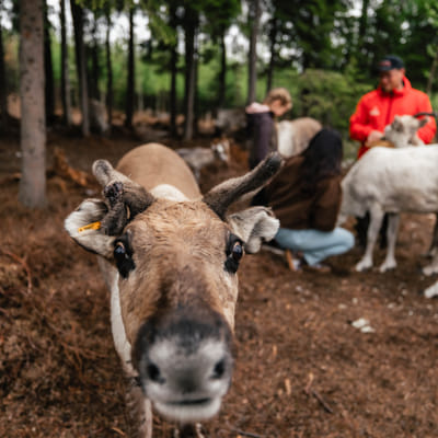 Taava Reindeer Farm – Reindeer & Lapland Traditions Year-Round