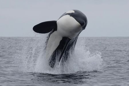 Kaikoura Whale Watching Day Trip from Christchurch
