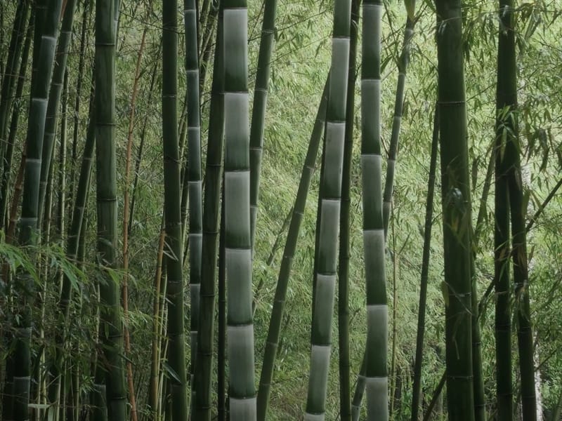 Xi'an: Whale-Sequoia Bamboo Sea Family Private Day Trip