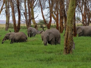 Herds of elephant at Amboseli