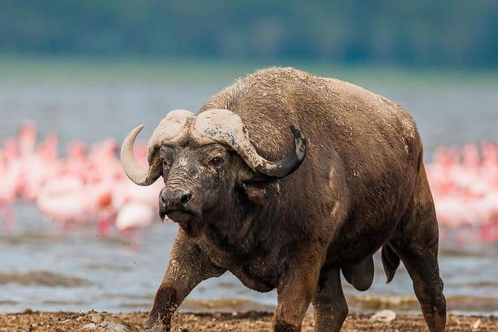Lake Nakuru