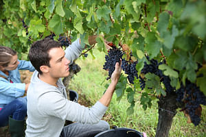 OT Grape Stomping With Lunch And Wine Tasting In The Vineyards