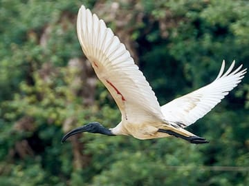 Kayaking and Nature Photography Tour at Prek Toal, Siem Reap