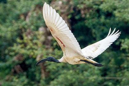 Prek Toal Birds Sanctuary & floating Village Private Tours from Siem Reap