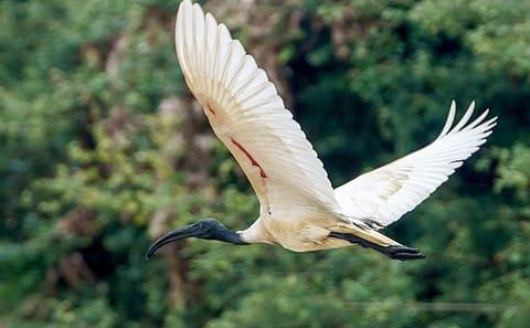 Kayaking and Nature Photography Tour at Prek Toal, Siem Reap