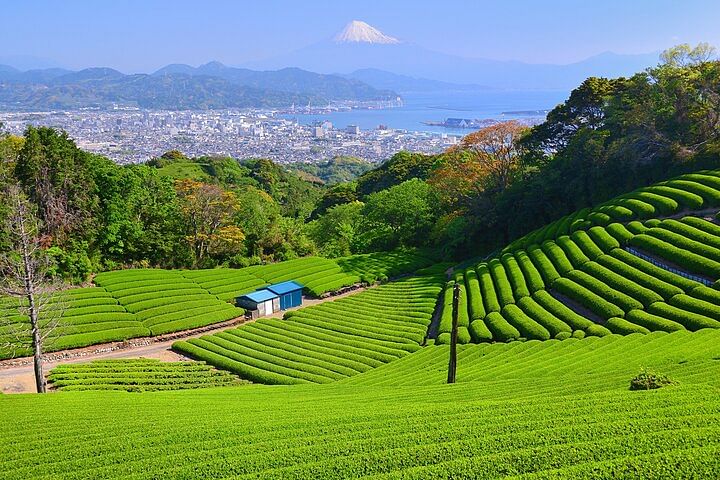 Private Sightseeing Tour from Shimizu Port /Small Bus