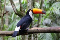 Jungle Fly - Adventure at the Jungle