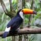 Jungle Fly - Adventure at the Jungle