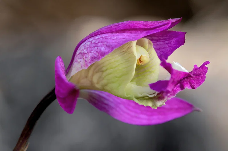Jardín Botánico con un Biólogo: Flora y Vida Silvestre Tropical