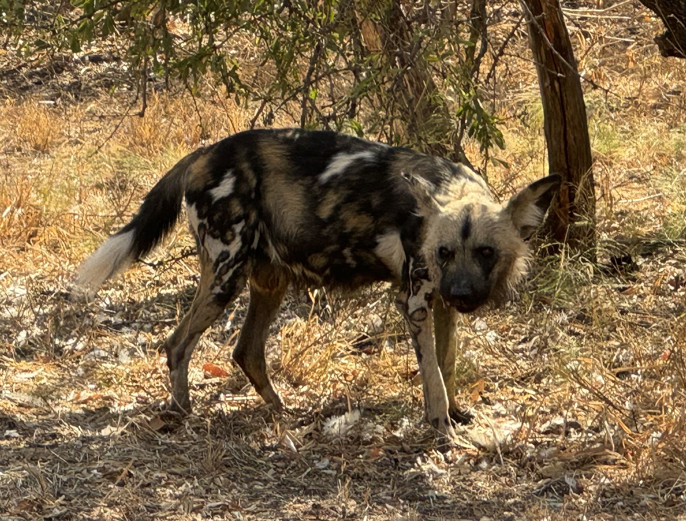 Close up photo of a wild dog feeding