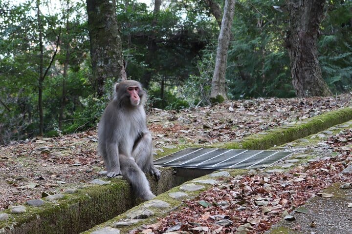 Kyoto Arashiyama Bamboo Forest Hiking Tour（Hidden Temples） 4