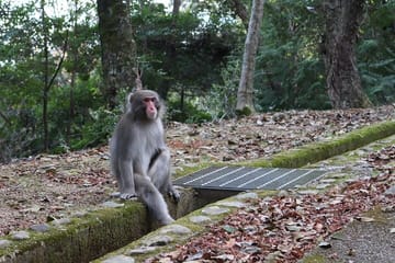 Kyoto Arashiyama Bamboo Forest Hiking Tour(Hidden Temples)