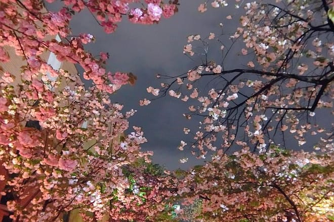 Tokyo Evening Hanami Food Tour in Spanish photo 5