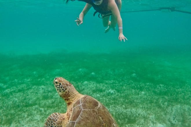 Santuario de tortugas Akumal Snorkel Experiencia marina