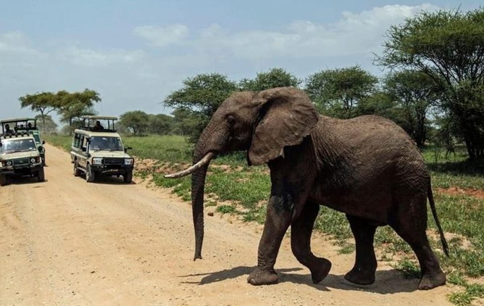 Day Tour of Amboseli National Park from Nairobi