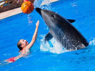Dolphin Watching Experience in Hurghada, Egypt