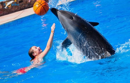 Dolphin Watching Experience in Hurghada, Egypt