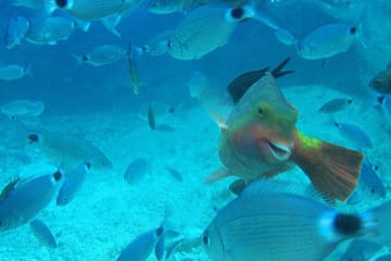 Scuba Diving Adventure in Side, Türkiye for All Levels