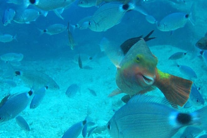 Scuba Diving Experience Tour from Side 4