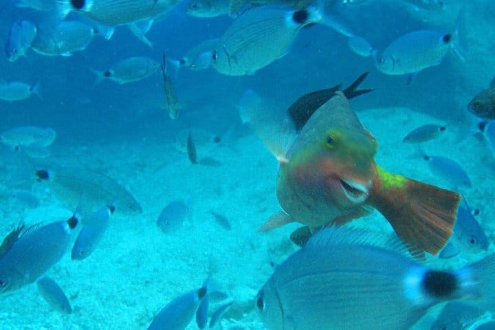 Scuba Diving Experience Tour from Side 4