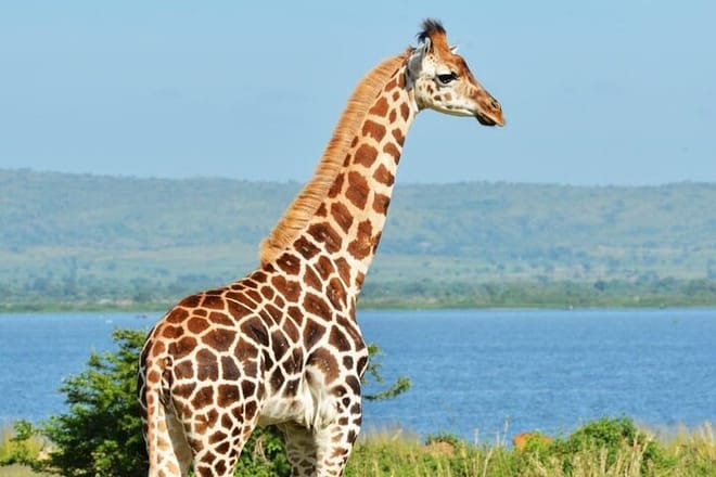 7-Day Birding, Murchison Fall Royal Mile and Big Five photo 6