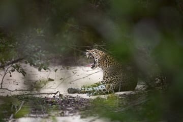 Sri Lanka Leopards and Elephants Safari Yala and Udawalawe