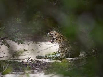 Leopard and Elephant Safari in Yala and Udawalawe National Parks