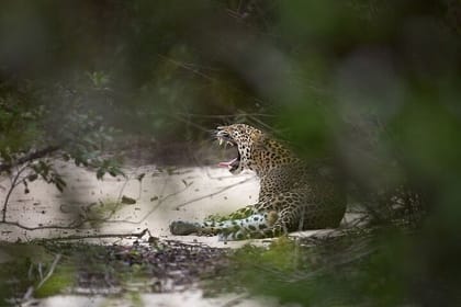 Sri Lanka Leopards and Elephants Safari Yala and Udawalawe