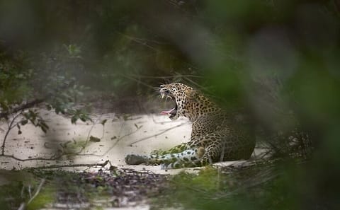 Leopard and Elephant Safari in Yala and Udawalawe National Parks