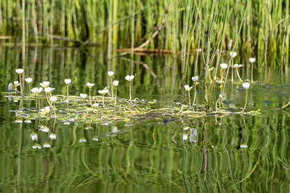 Canoeing down the river Pyhäjoki (4 hours)