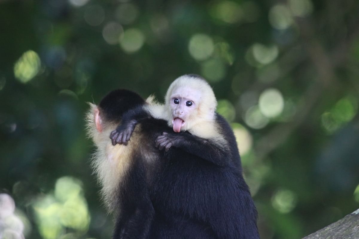 Manuel Antonio Mangrove Monkey Adventure with Pickup Included