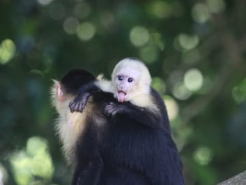mummy and baby monkey Mangrove tour at Damas Island, Manuel Antonio, Quepos, Costa Rica